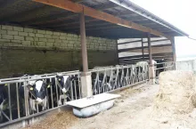 Polmlek, krowy mleczne