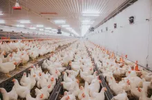 Wnętrze dużej fermy brojlerów. Stado kurcząt w hali z automatycznymi systemami karmienia i pojenia.