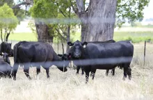Cows on the pasture Mudgee in Australia