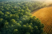 Czy można wyciąć 70-letni las i przekształcić go w pole uprawne?