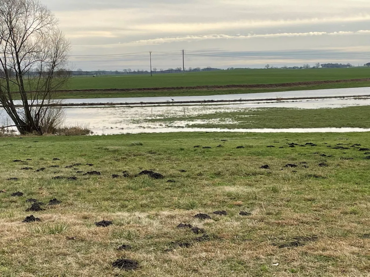 zalane łąki i pastwiska styczeń 2024 po mokrej jesieni i zimie zalane użytki zielone