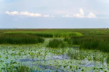 Zalany wodą obszar z roślinnością bagienną – przykład mokradeł, które mogą być odtwarzane w dorzeczach Wisły i Odry zgodnie z rekomendacjami Komisji Europejskiej.