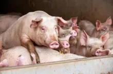 tuczniki do sprzedaży