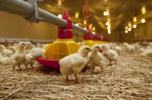 małe kurczęta przy karmniku w dużym kurniku w chowie ściółkowym