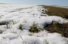 Pszenica pod śniegiem