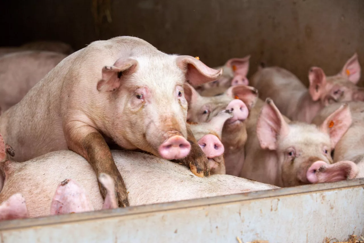 tuczniki do sprzedaży