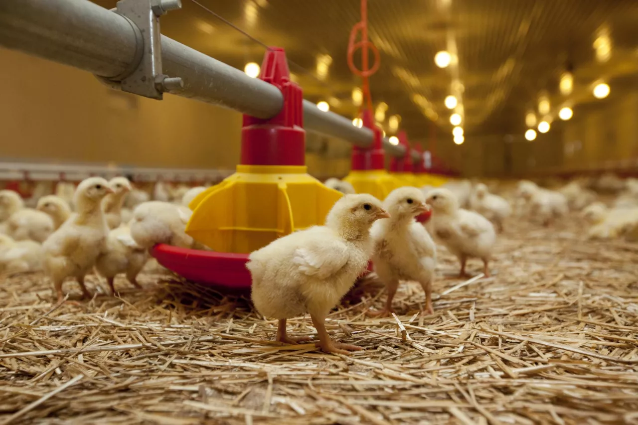 małe kurczęta przy karmniku w dużym kurniku w chowie ściółkowym