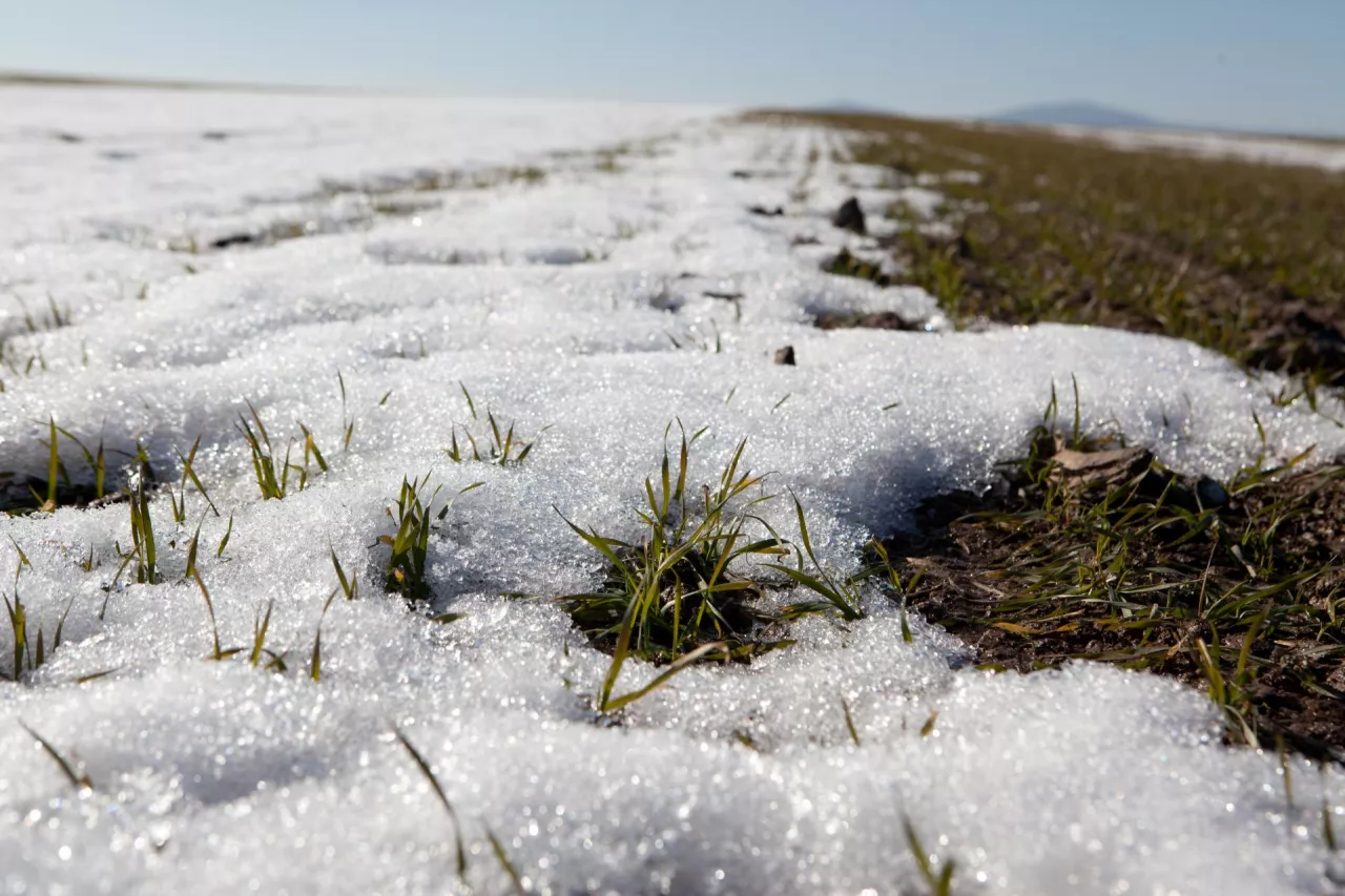 Pszenica pod śniegiem
