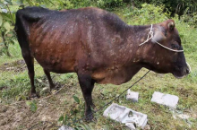 Bawoł, który ma objawy choroby guzowatej skóry ((Lumpy Skin Disease, LSD) w postaci guzków w okolicach szyi