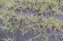 Czy uprawy wytrzymają nadmiar wody? Jak ratować rośliny po odwilży?