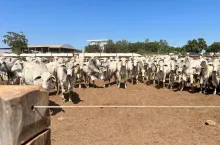 Stado bydła rasy nelore w zagrodzie hodowlanej na ranczu w Ameryce Południowej.