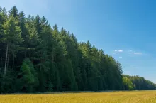 Podatek leśny dla rolników – kto musi zapłacić i ile wynosi w 2026 roku?