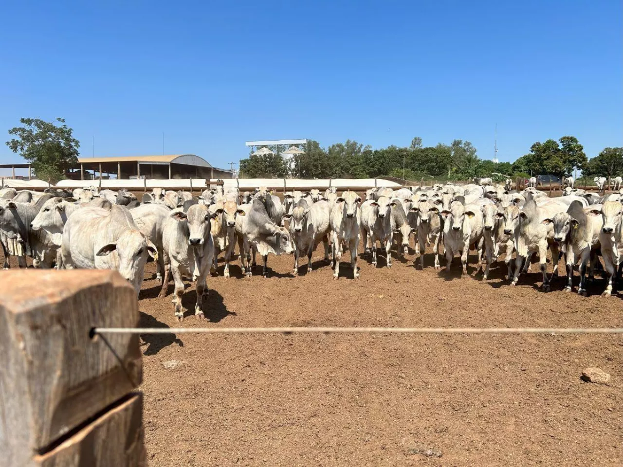 Stado bydła rasy nelore w zagrodzie hodowlanej na ranczu w Ameryce Południowej.