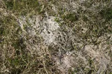 Pleśń śniegowa na łące. Jak skutecznie zwalczyć chorobę wiosną?