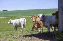 bydło różnych ras mięsnych stoi na pastwisku niedaleko budynku gospodarskiego