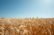 Rolnik pomylił materiał siewny. Kto pokryje straty – czy zadziała OC?