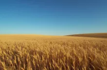 Sprzedaż długów za zboże. Czy grupa producentów zapłaci VAT?