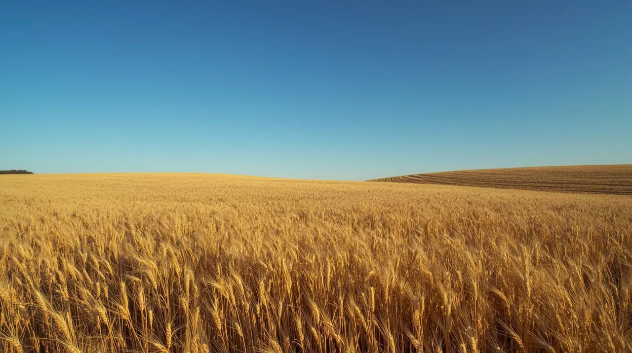 Sprzedaż długów za zboże. Czy grupa producentów zapłaci VAT?