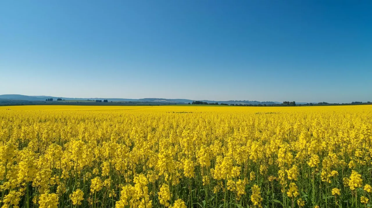 Wadliwe nasiona i straty w rzepaku. Jakie prawa ma rolnik wobec kontraktującego?