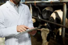 Weterynarz w gospodarstwie hodującym bydło sprawdza papiery