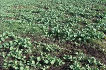 Zwalczanie samosiewów zbóż w rzepaku ozimym wiosną; Fot. T. Sekutowski