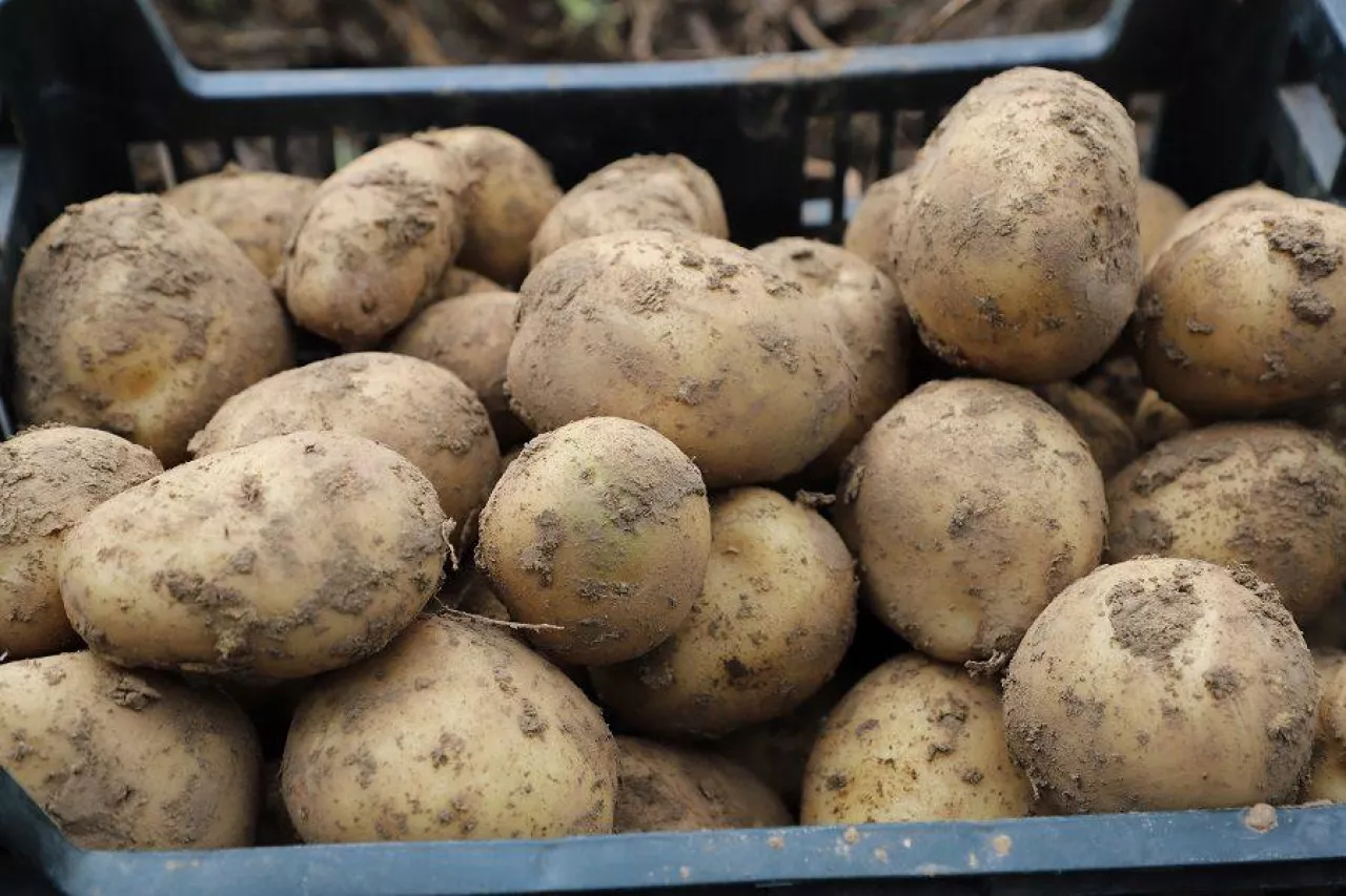 ziemniaki, ceny ziemniaków