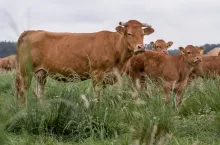 bydło mięsne na pastwisku