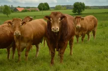 buhaj limousine, mamki limousine