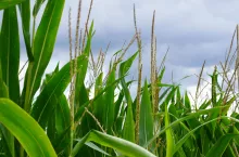 kukurydza, pole kukurydzy, zasiewy kukurydzy