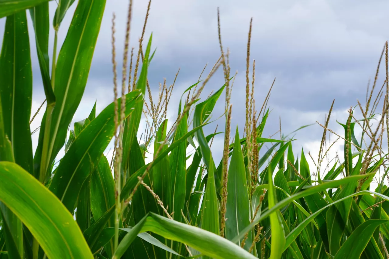 kukurydza, pole kukurydzy, zasiewy kukurydzy