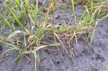 pszenica ozima susza kwiecień 2025