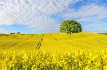 LEPTOSAR® 200 SL – szkodniki nie mają szans