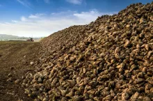 Pryzma buraków cukrowych zebranych z pola w trakcie kampanii cukrowniczej. Surowiec przeznaczony do transportu do cukrowni.