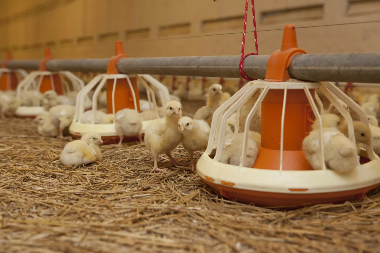 małe kurczaki przy karmnikach w kurniku w chowie ściółkowym