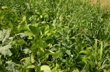 Zachwaszczona soja na tym etapie nie jest możliwa do uratowania. Plon spadnie nawet o połowę. 