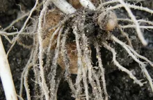 Cysty mątwika ziemniaczanego na korzeniach ziemniaka