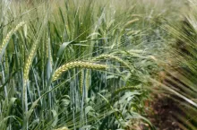 Jęczmień jary kłosy