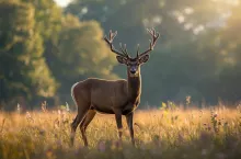Szkody łowieckie w uprawach – jak je prawidłowo zgłosić i kiedy przysługuje odszkodowanie?