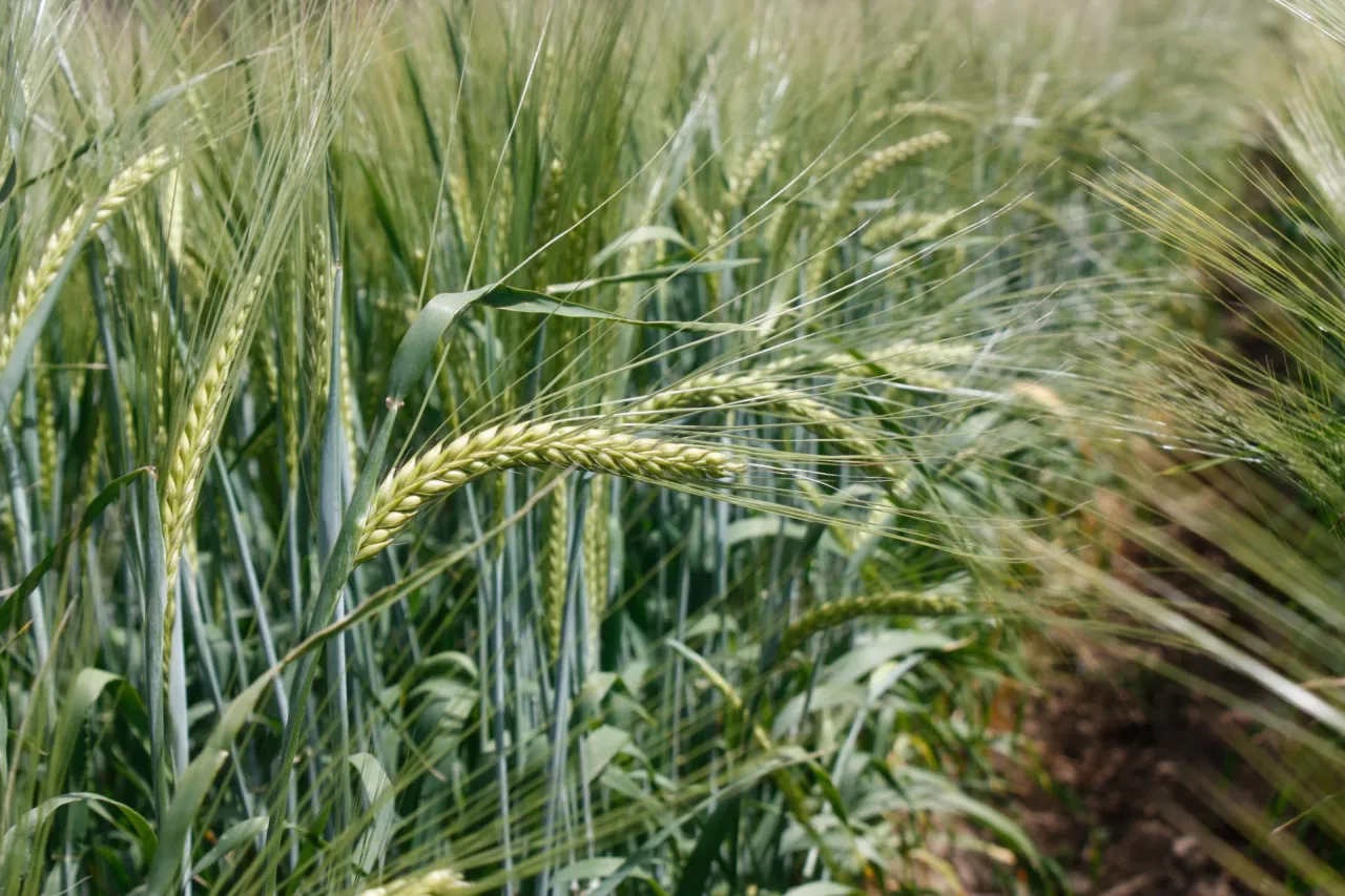 Jęczmień jary kłosy