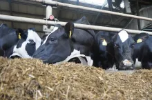 mleczne krowy w nowoczesnej oborze pobierają paszę