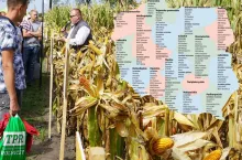 Kukurydza na ziarno 2026. Te odmiany są na liście zalecanych