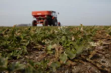 Technika, tap 3/2024, rozsiew nawozu, precyzyjny wysiew nawozu, rozsiewacz w polu, nawożenie rzepaku, azot na rzepak