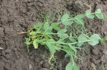 Groch, uprawa grochu, siew grochu