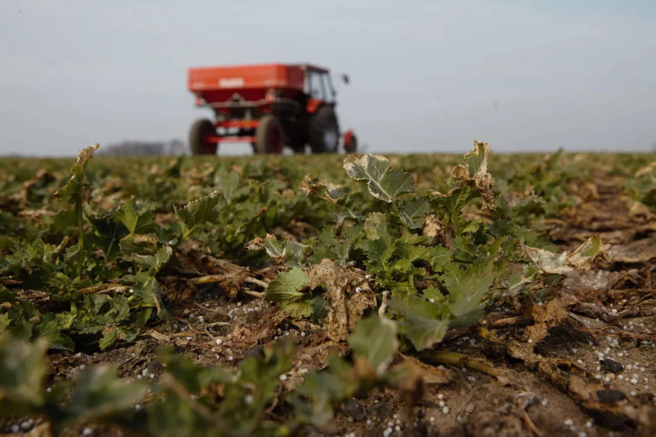 Technika, tap 3/2024, rozsiew nawozu, precyzyjny wysiew nawozu, rozsiewacz w polu, nawożenie rzepaku, azot na rzepak