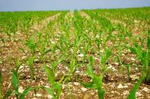 kukurydza, siew kukurydzy, termin siewu kukurydzy