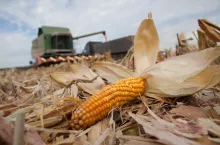 Kukurydza ziarnowa zbiór