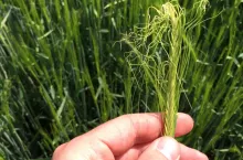 regulatory wzrostu zboża