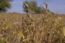 Dojrzewajaca soja na polu