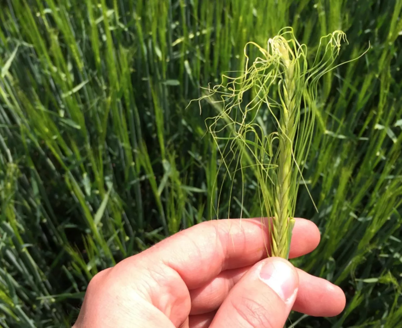 regulatory wzrostu zboża