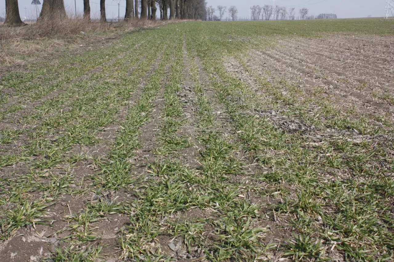 Pleśń śniegowa na pszenicy